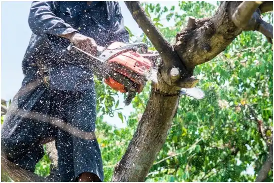tree services Wind Point